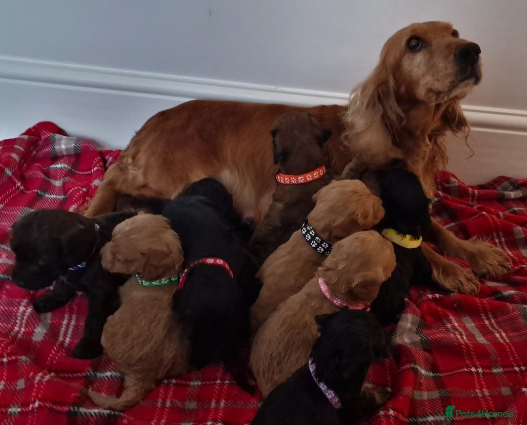 Cockapoo dogs for sale: F1 Cokerpoo puppies  - Advert 6