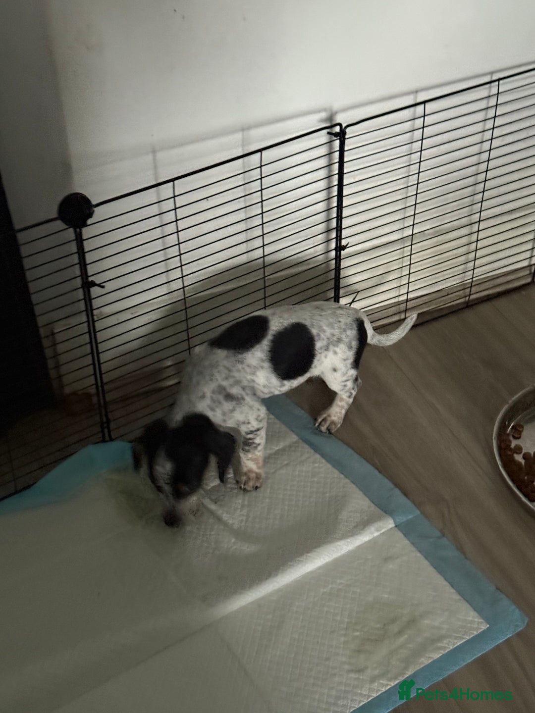 Mixed Breed dogs for sale: Doxipoo - Advert 2