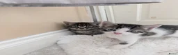 Mixed Breed cats for sale: Kittens Looking for Loving Homes  - Advert 14