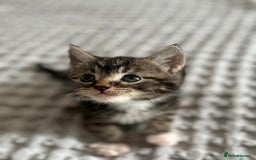 American Shorthair cats for sale: 🌟Adorable kittens now ready 4 forever home🌟 - Image 17