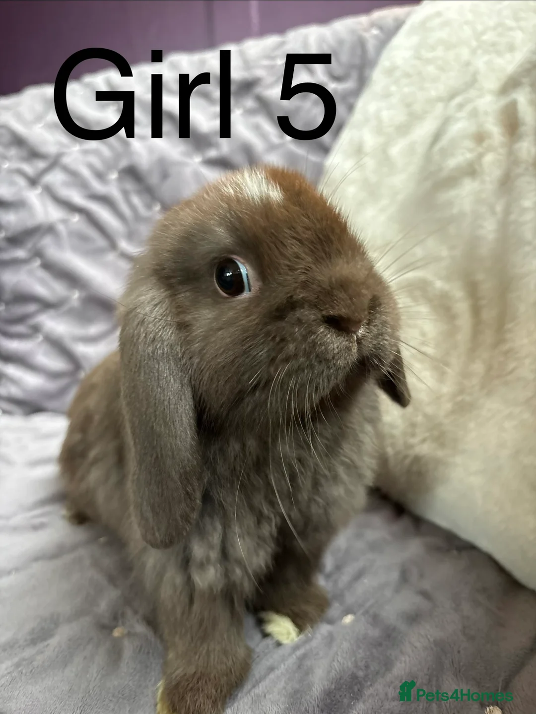 Mini Lop rabbits for sale: Stunning mini lops (vaccinated)  - Advert 5