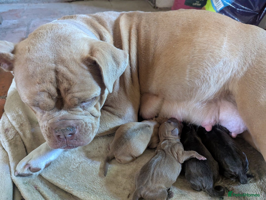 Mixed Breed dogs for sale: British bulldogs/ cocker spanials - Image 2