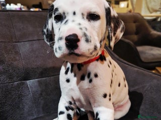 Dalmatian dogs ❤️One +/+ exceptional KC Dalmatian boy left❤️ - Advert 3