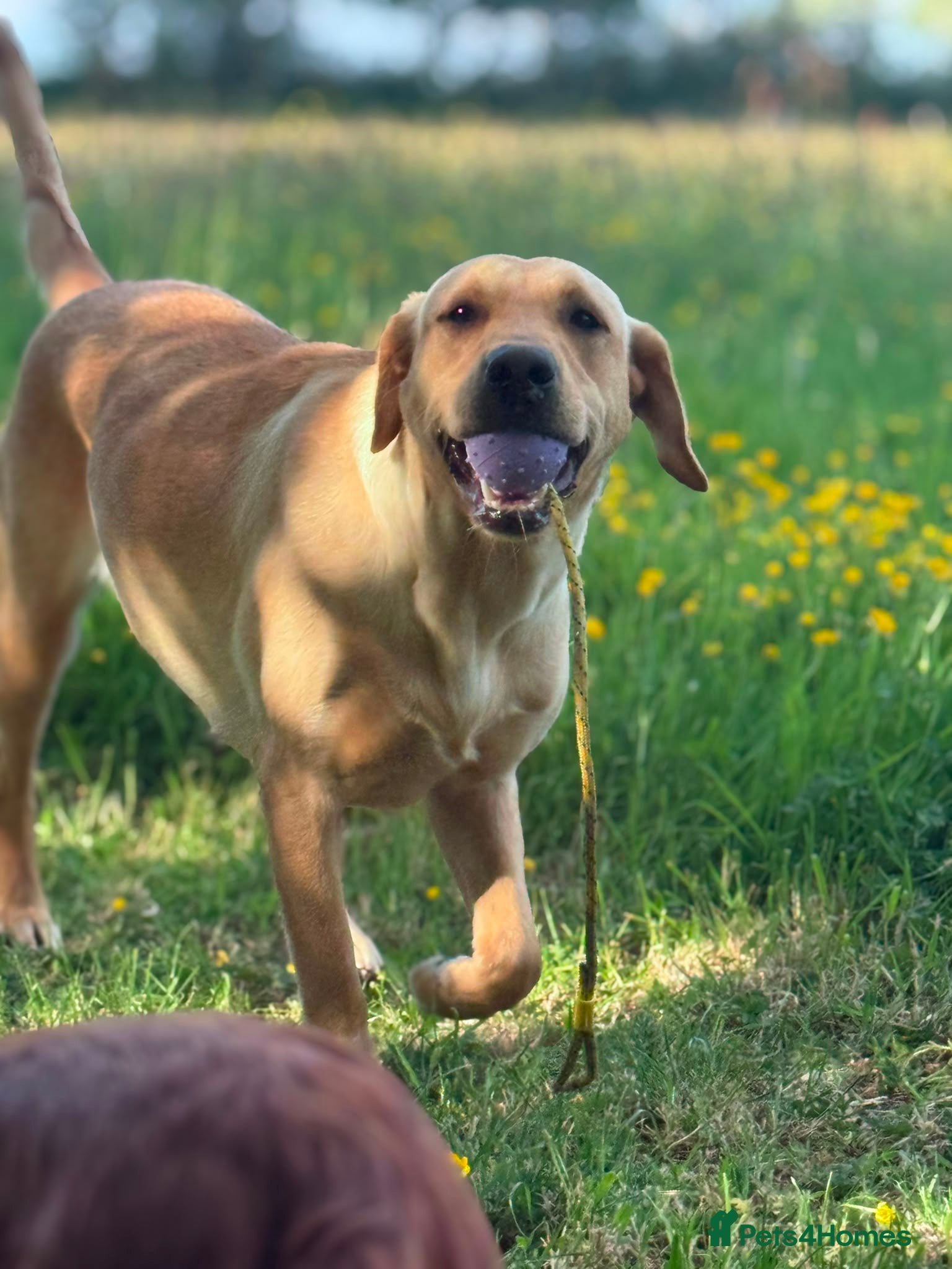 Labrador Retriever dogs Beautiful friendly lab - Advert 2