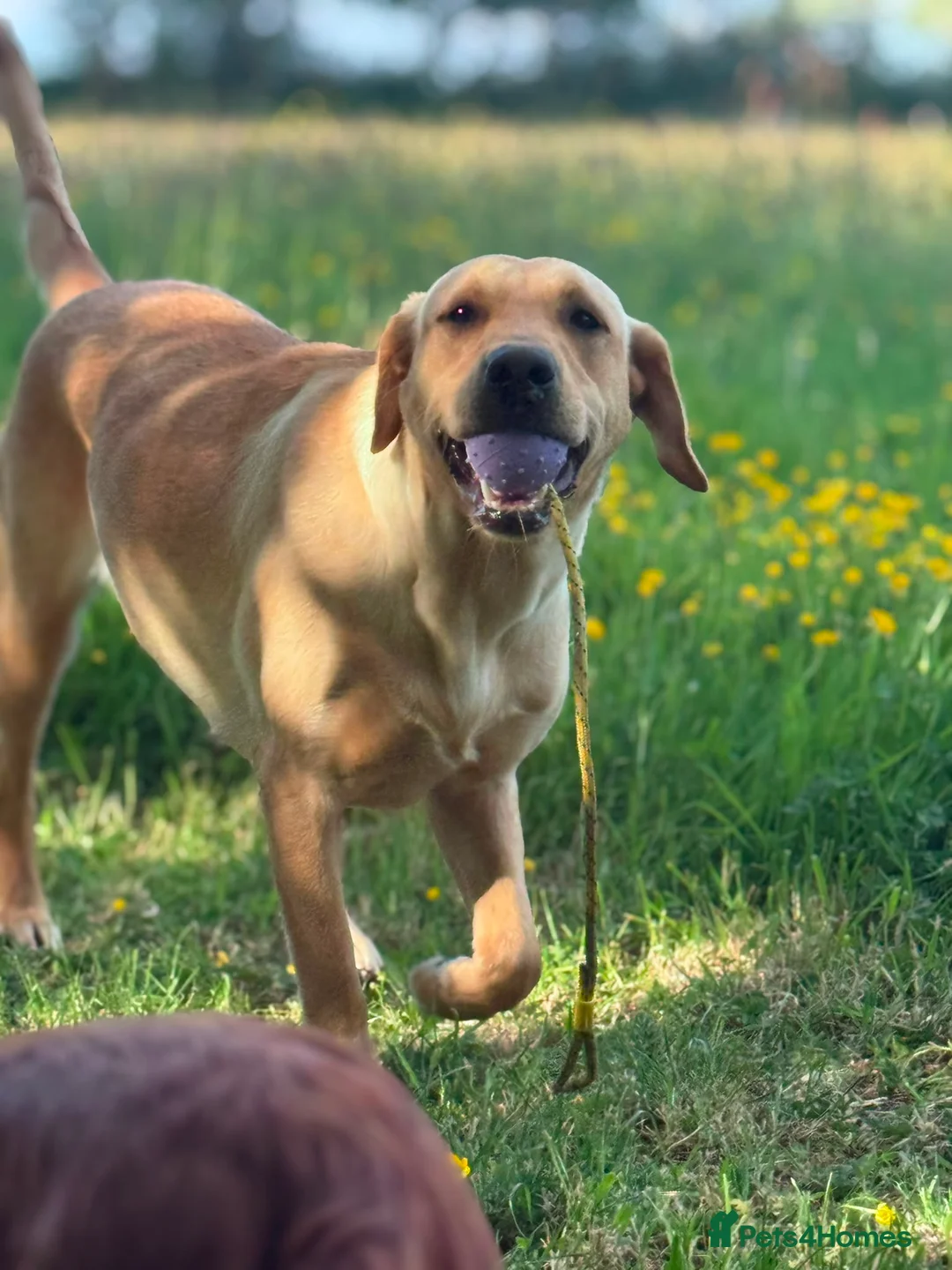 Labrador Retriever dogs for sale: Beautiful friendly lab - Advert 1