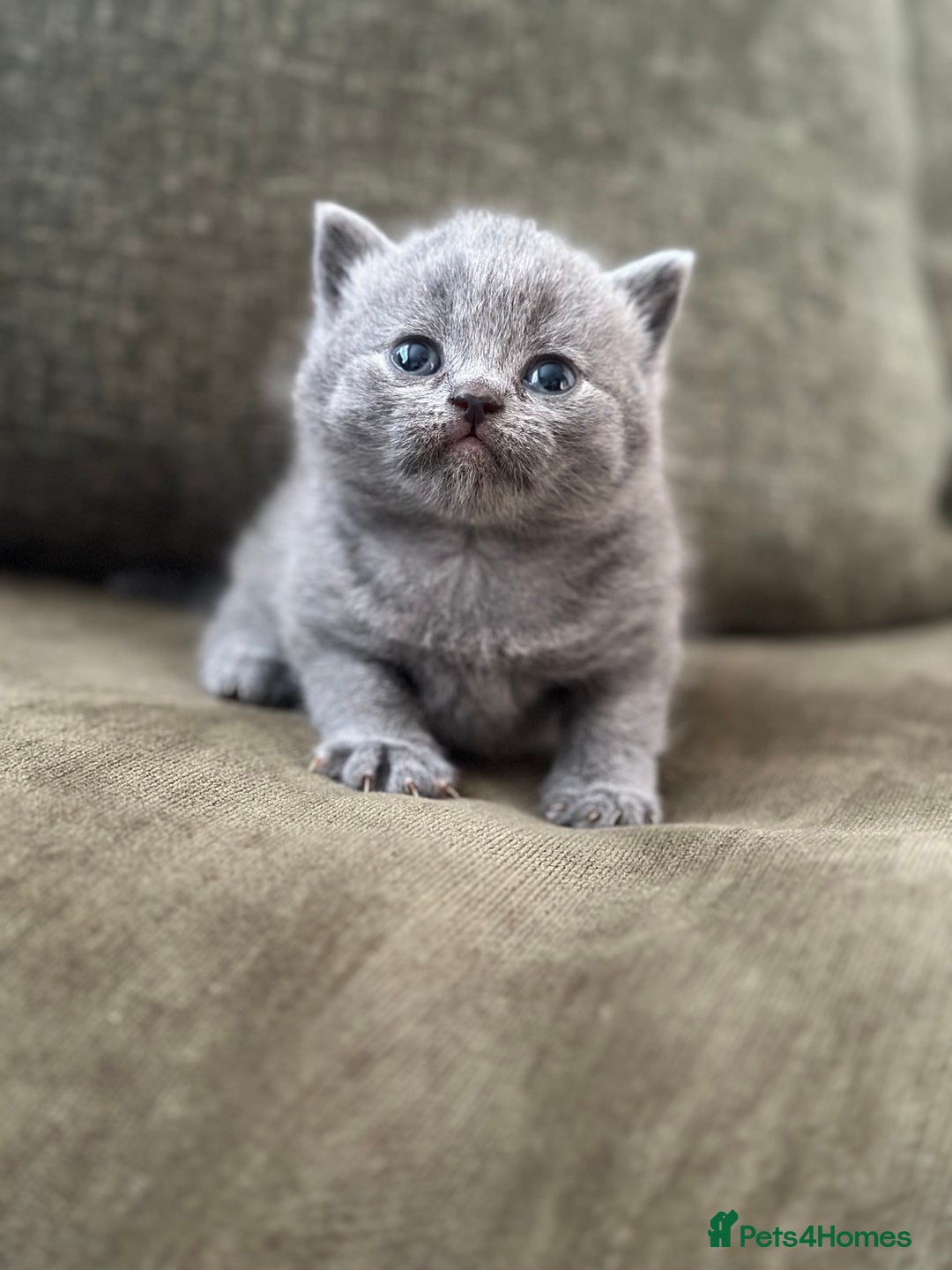 British Shorthair cats for sale: GCCF Registered British Shorthair kittens  - Advert 13