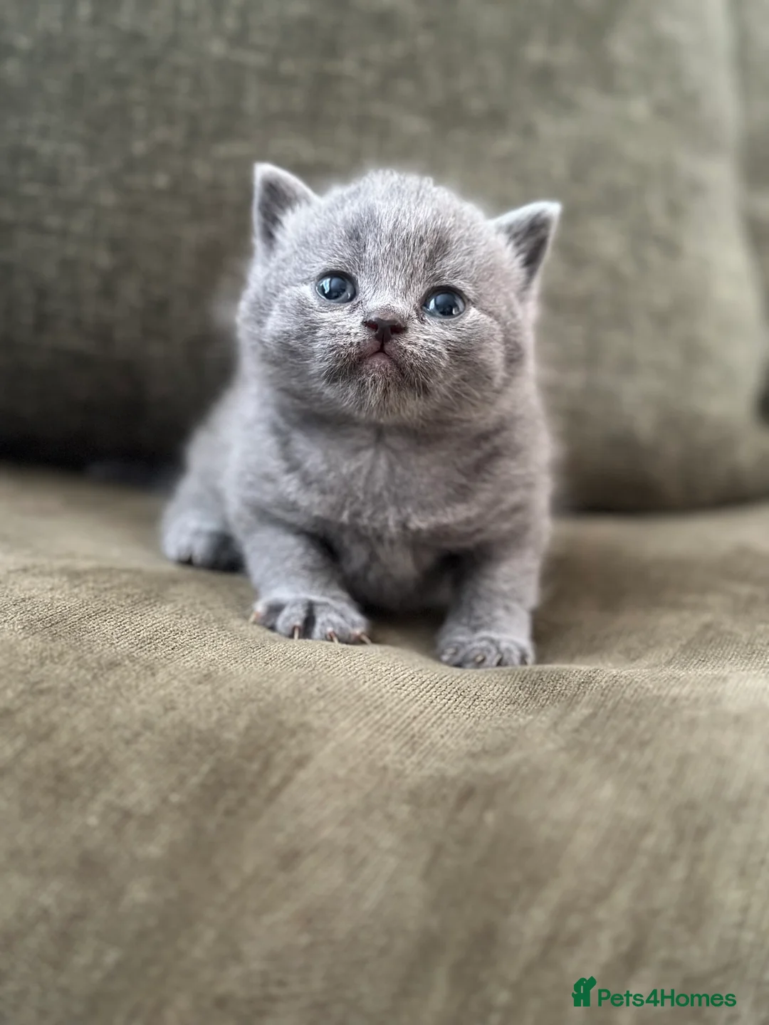 British Shorthair cats for sale: GCCF Registered British Shorthair kittens  - Advert 10
