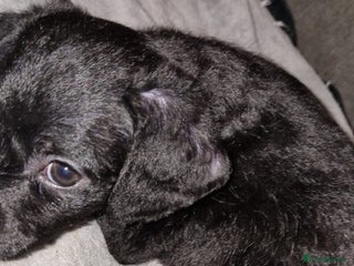 Chipoo dogs READY TO LEAVE Poodle cross pups - Advert 15