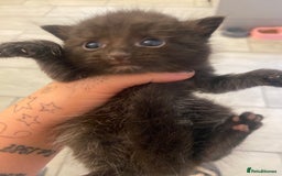 Oriental cats for sale: Kittens for sale.  - Image 1