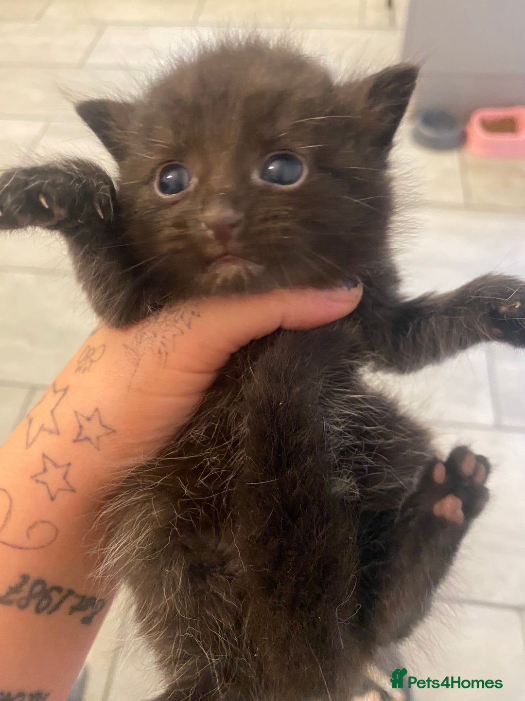 Oriental cats for sale: Kittens for sale.  - Image 1