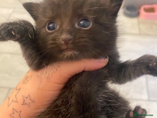 Oriental cats - Advert 7