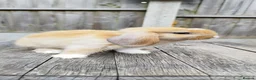 Mini Lop rabbits for sale: Mini Lop bunnies Pure Breed  - Advert 32