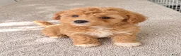 Maltipoo dogs for sale: 💫⭐️💥Beautiful Asian Maltipoo puppies💫⭐️💥 - Advert 3
