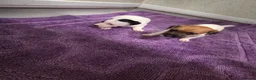 Jack Russell dogs for sale: Jack russell pups  in Stevenston - Advert 16