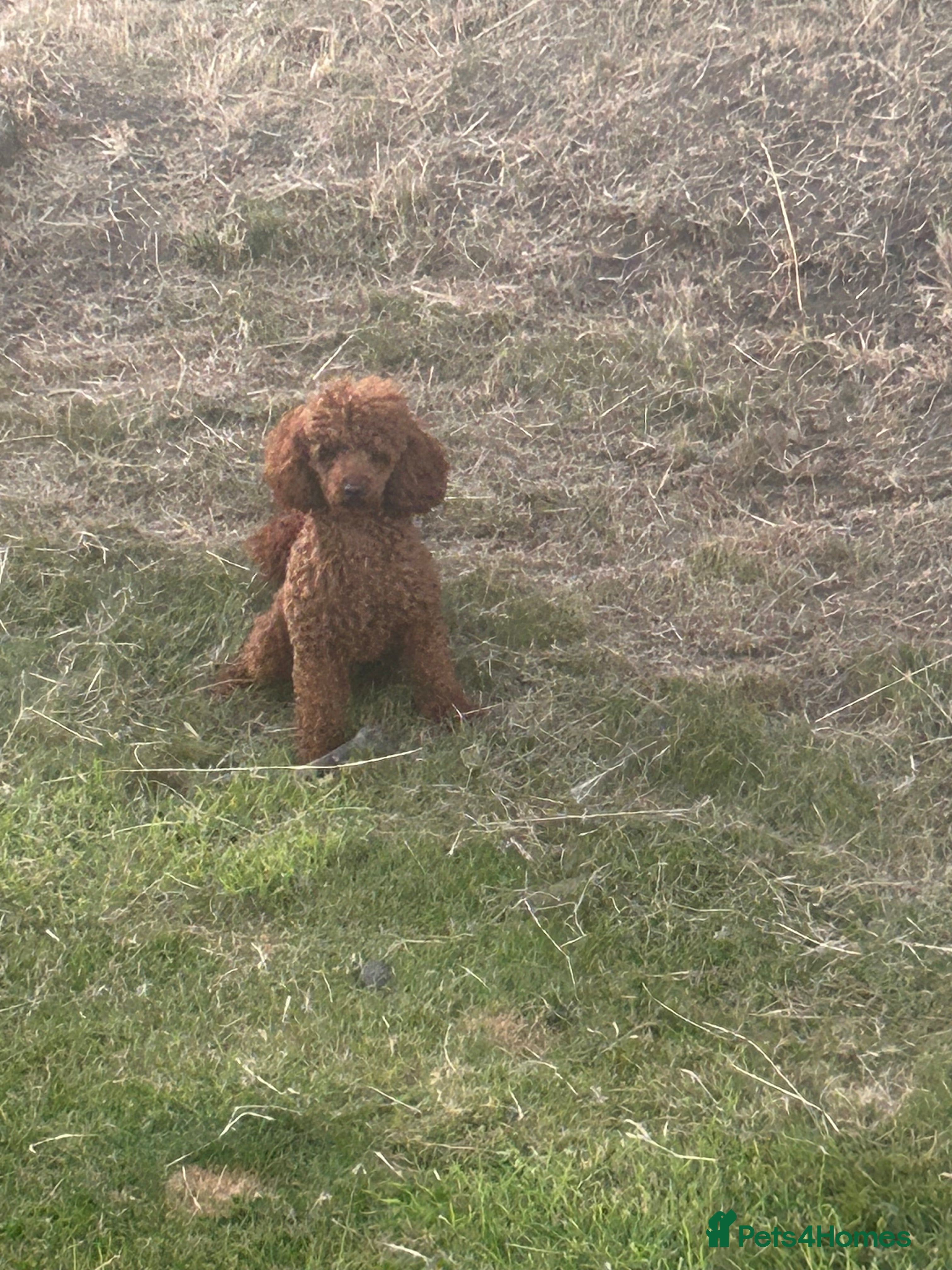 Toy Poodle dogs Dark red Toy Poodle for stud  in Kelso - Advert 7