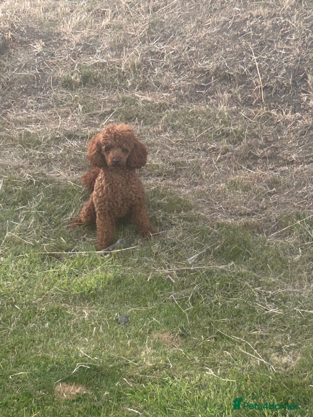 Toy Poodle dogs for stud: Dark red Toy Poodle for stud  in Kelso - Advert 1