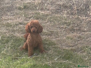 Toy Poodle dogs in Kelso - Advert 4