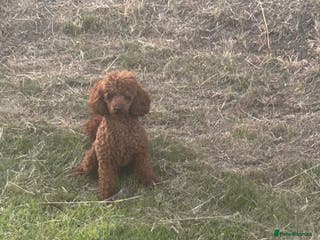 Toy Poodle dogs Dark red Toy Poodle for stud in Kelso - Advert 3