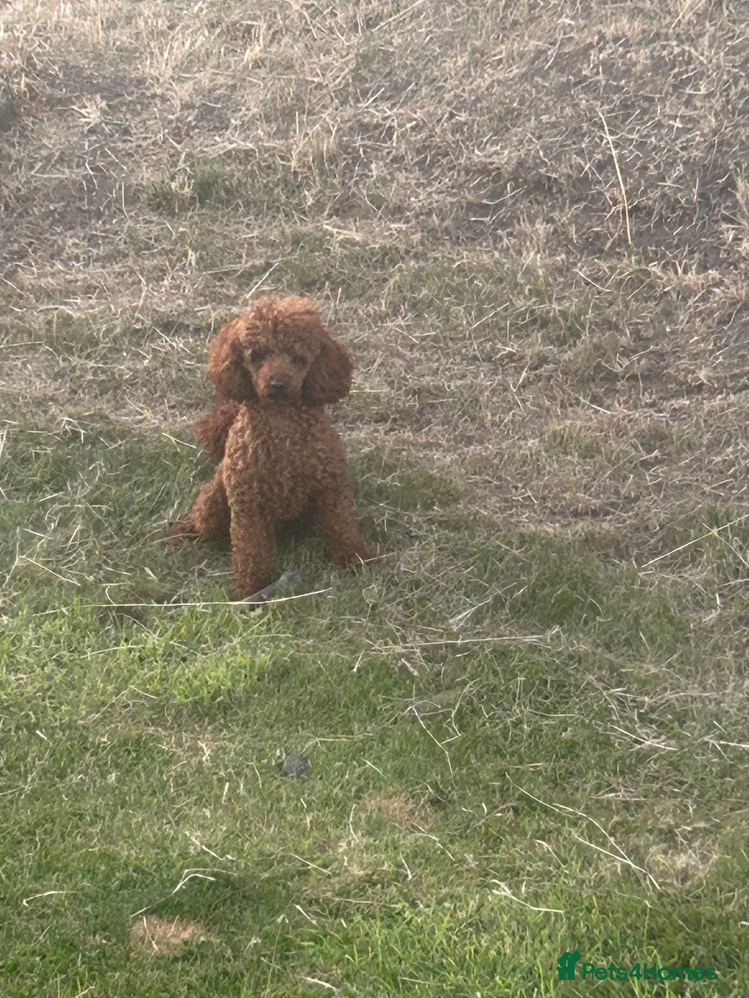 Toy Poodle dogs for stud: Dark red Toy Poodle for stud  in Kelso - Advert 1