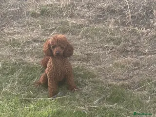 Toy Poodle dogs Dark red Toy Poodle for stud in Kelso - Advert 2