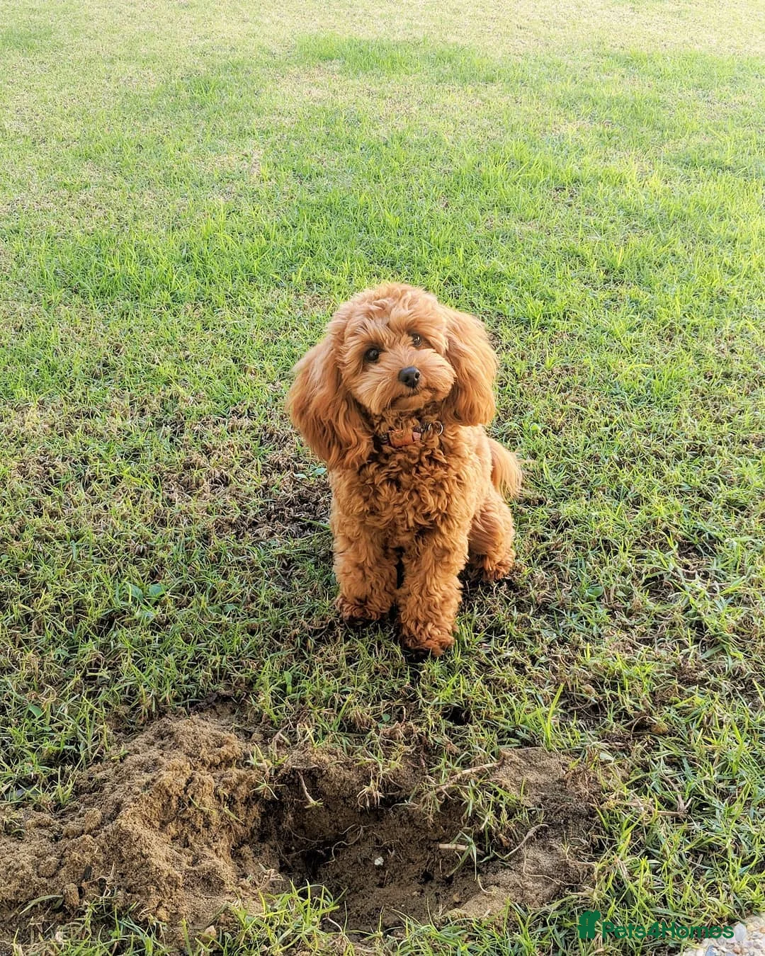 Cavapoo dogs for sale: Beautiful Cavapoo Puppy – Zoey 8 Months Old - Advert 4