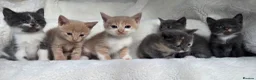 British Shorthair cats for sale: MIXED British Shorthair - Advert 10