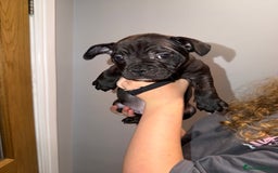 Mixed Breed dogs for sale: French staffys - Image 11