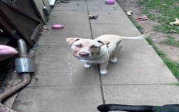 Mixed Breed dogs for sale: Rocky - Image 1