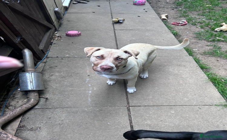 Mixed Breed dogs - Advert 3