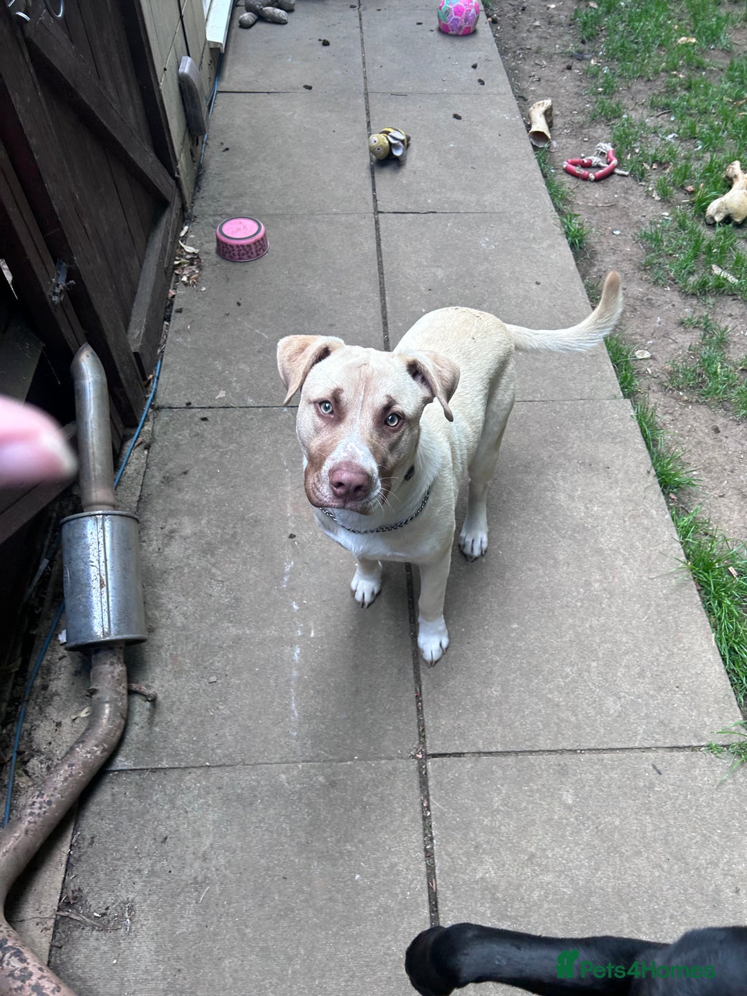 Mixed Breed dogs for sale: Rocky - Image 1
