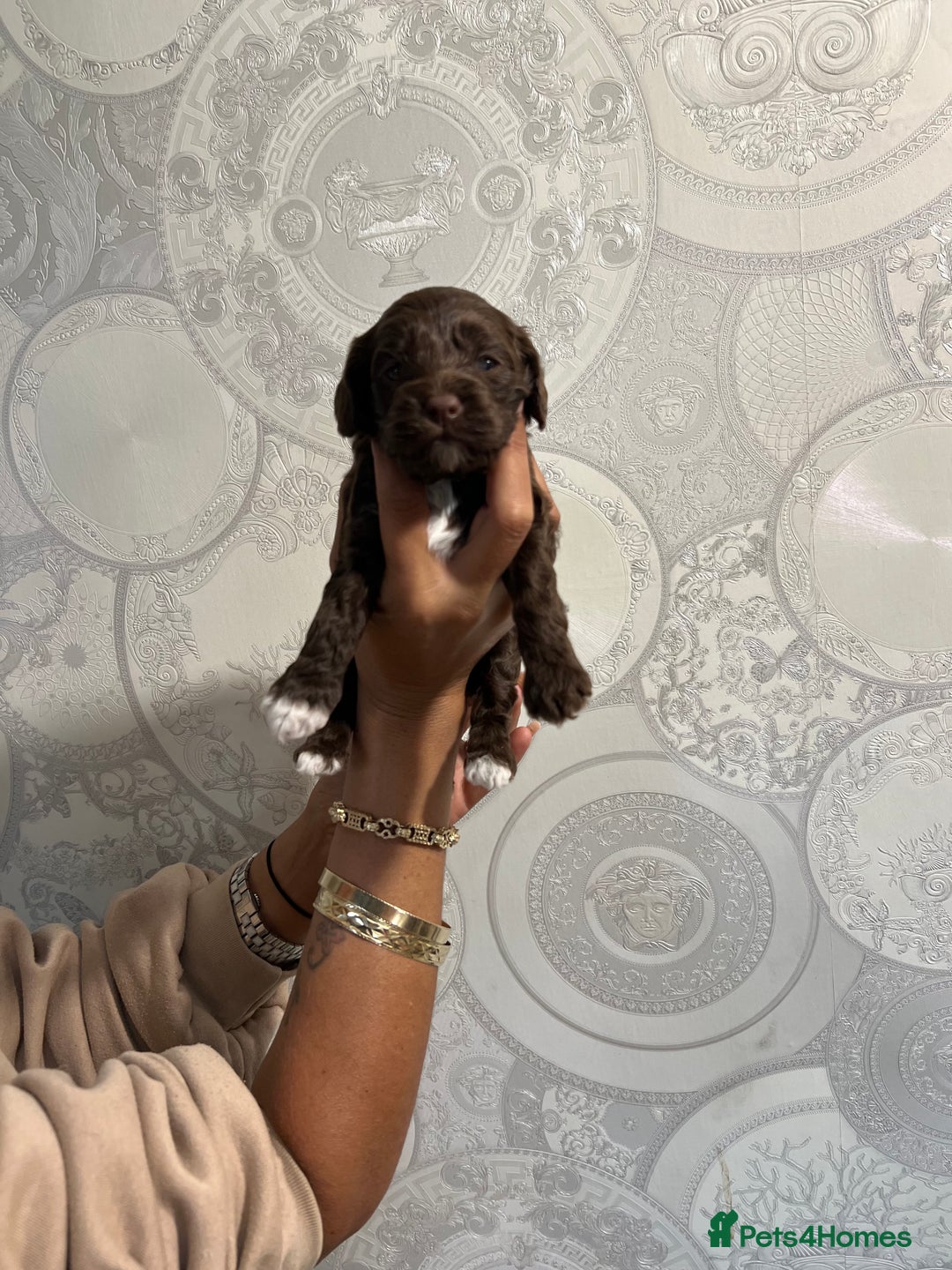 Cockapoo dogs for sale: Stunning litter of F1 Yankee doodles - Image 10