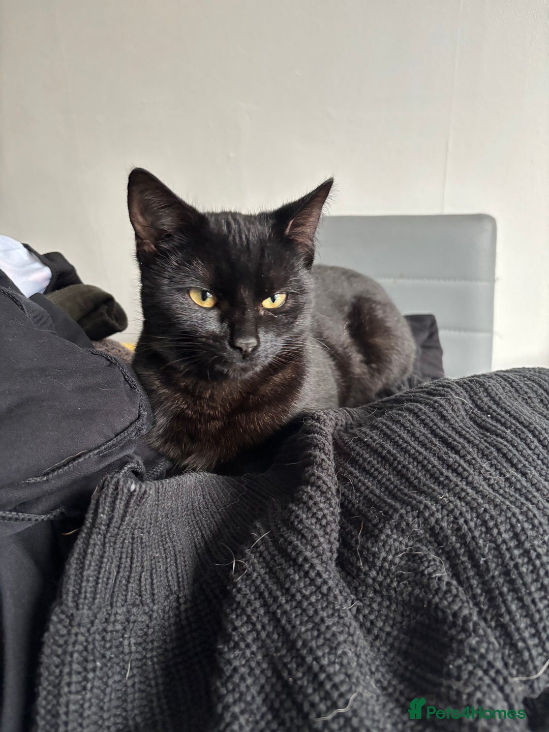 Mixed Breed cats for sale: Two beautiful playful kittens - Advert 4