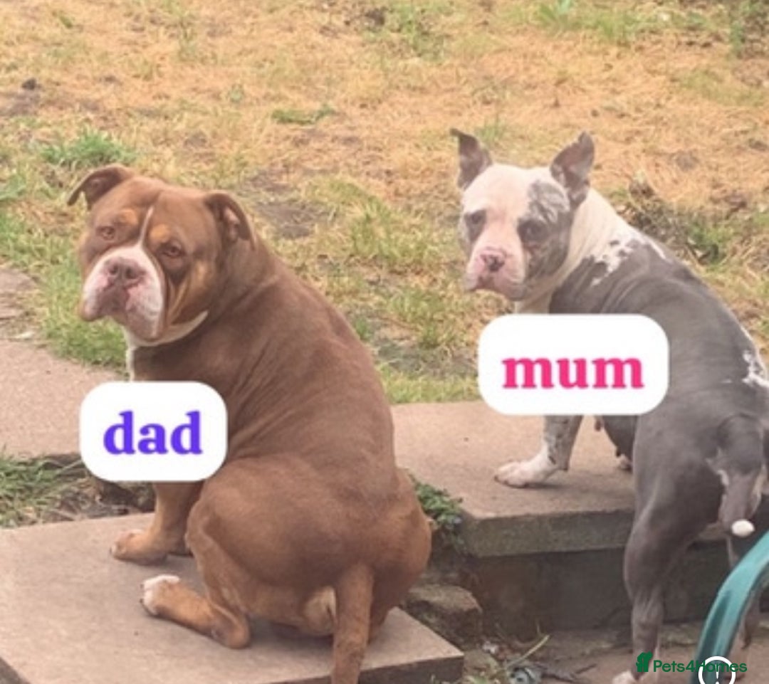American Bully dogs for sale: perfect puppys - Image 2