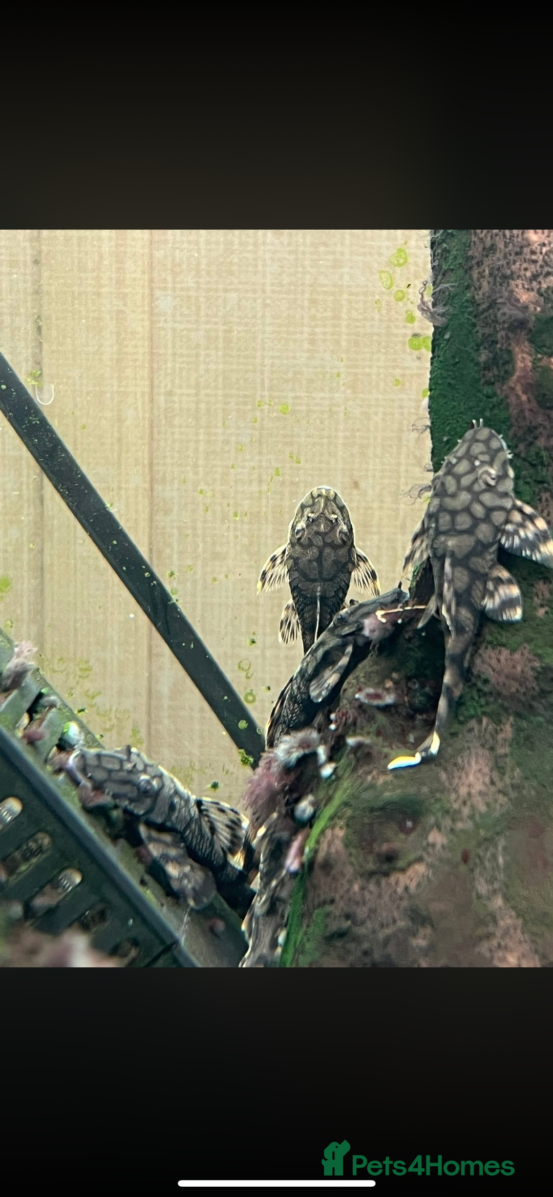 Plecos fish for sale: L519 Honeycomb Plecos  - Advert 9