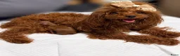 Toy Poodle dogs for sale: ✨ AN EXCEPTIONAL ASIAN TOY POODLE BOY ✨ - Advert 6