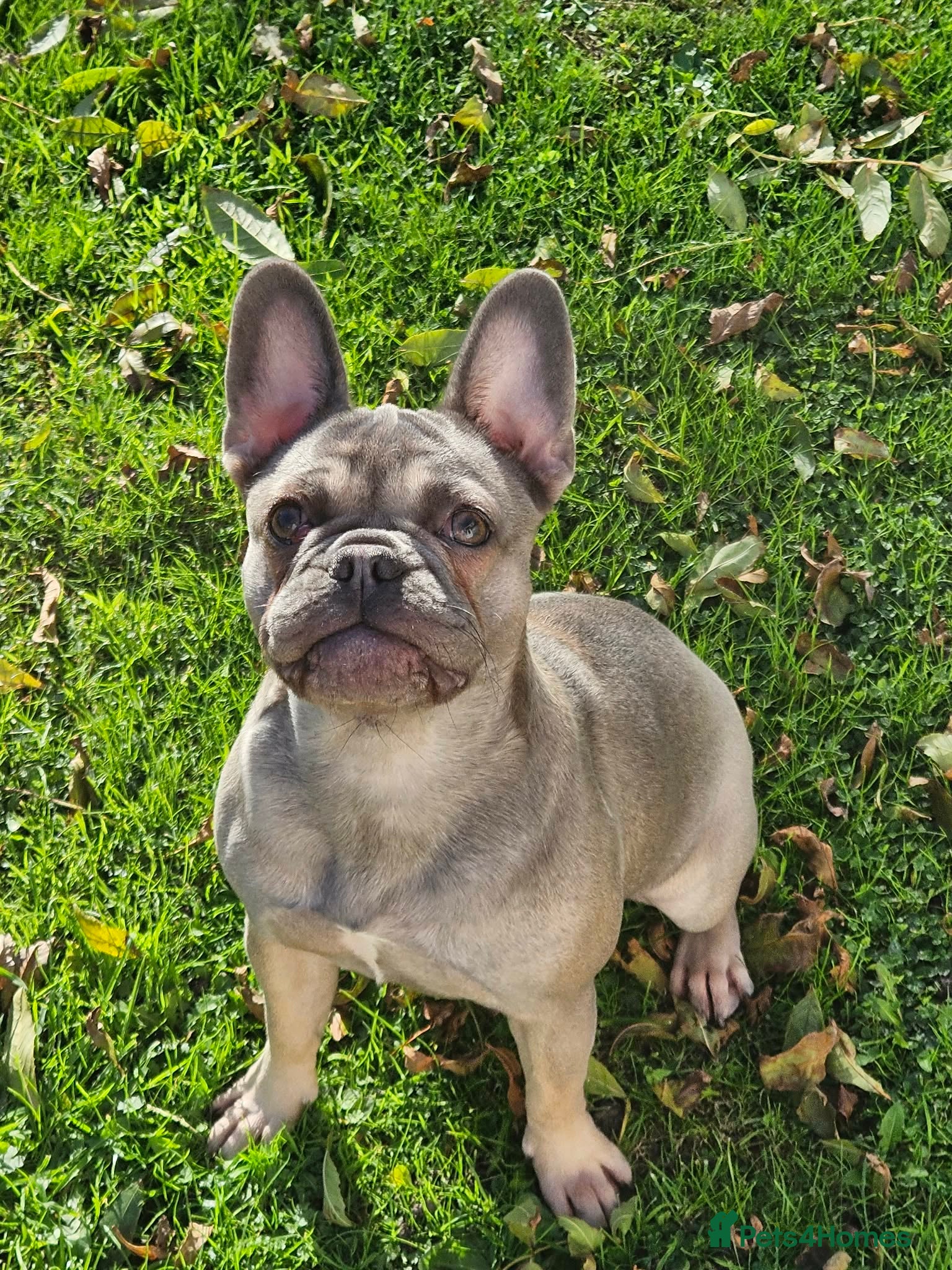 Frug dogs Female Frug - Advert 1