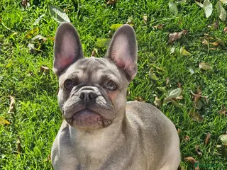 Frug dogs Female Frug - Advert 1