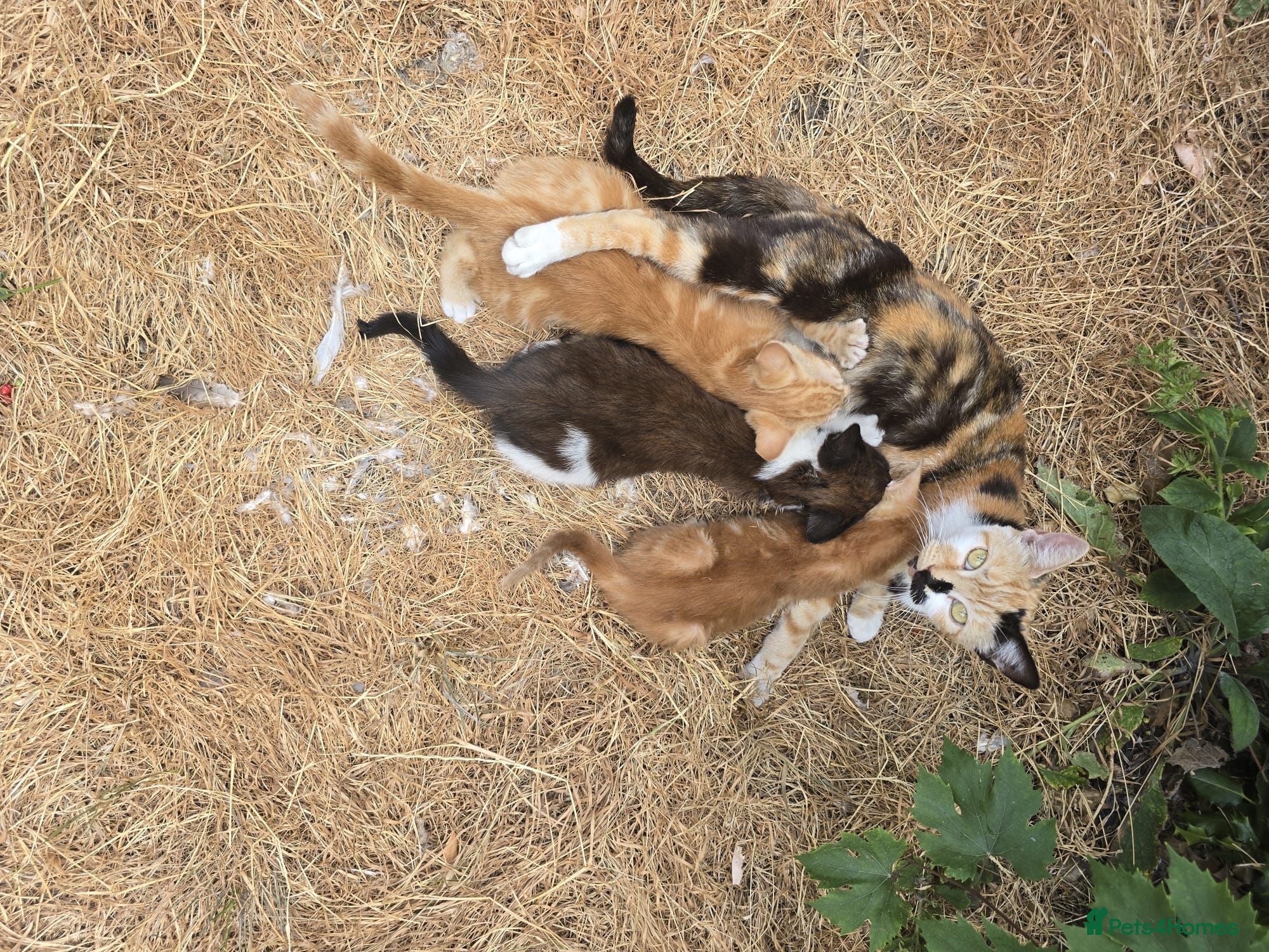 Mixed Breed cats Gorgeous Kittens Ready NOW! - Advert 2