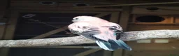 Cockatiels birds for sale: DNA breeding pairs barraband Bourke cockatiels - Advert 4