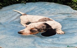 Miniature Dachshund dogs for sale: Quality mini dachshund puppies 💜 - Image 5