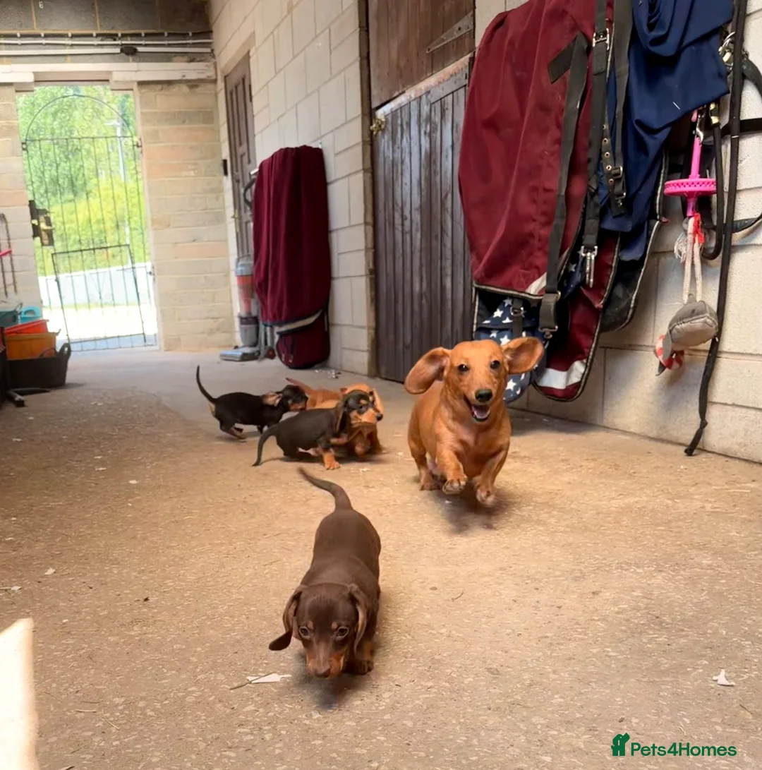 Miniature Dachshund dogs for sale: Pra clear mini dachshunds  - Advert 2