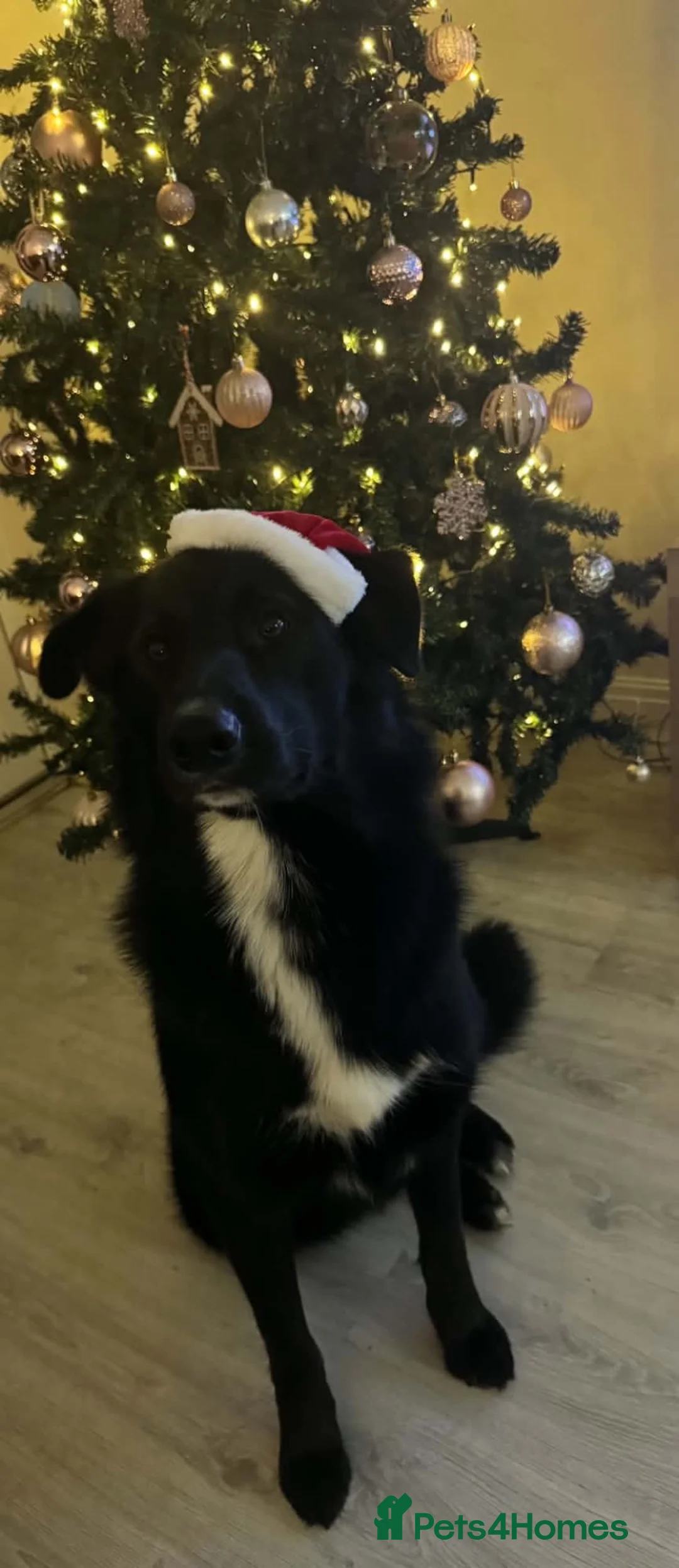 Mixed Breed dogs for sale: Draco!!  in Lincoln - Advert 2