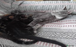 Mixed Breed cats for sale: 2 male kittens - Image 1