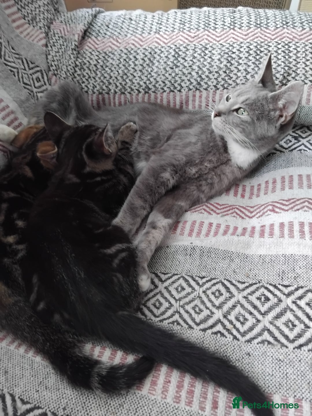 Mixed Breed cats for sale: 2 male kittens - Image 1