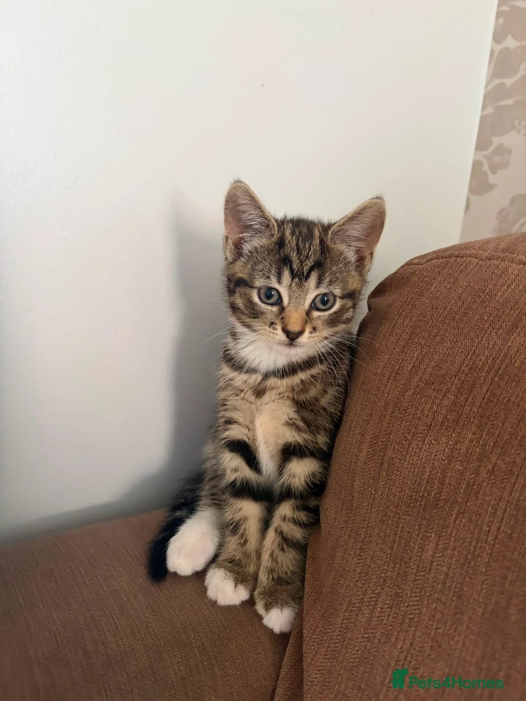 British Shorthair cats for sale: 1 male kitten and 2 females  - Advert 3