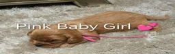 Cavalier King Charles Spaniel dogs for sale: DNA TESTED CAVALIER KING CHARLES  - Advert 23