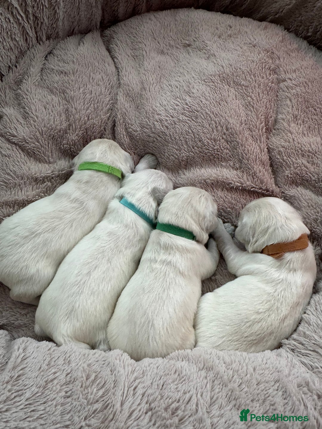 Golden Retriever dogs for sale: Beautiful kc reg cream golden retriever puppies - Advert 7