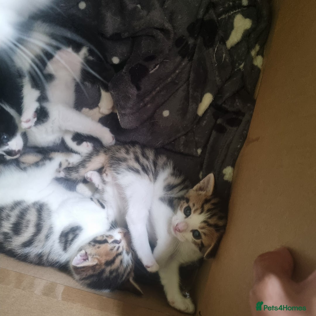 Mixed Breed cats for sale: Beautiful half bengal kittens  - Image 5
