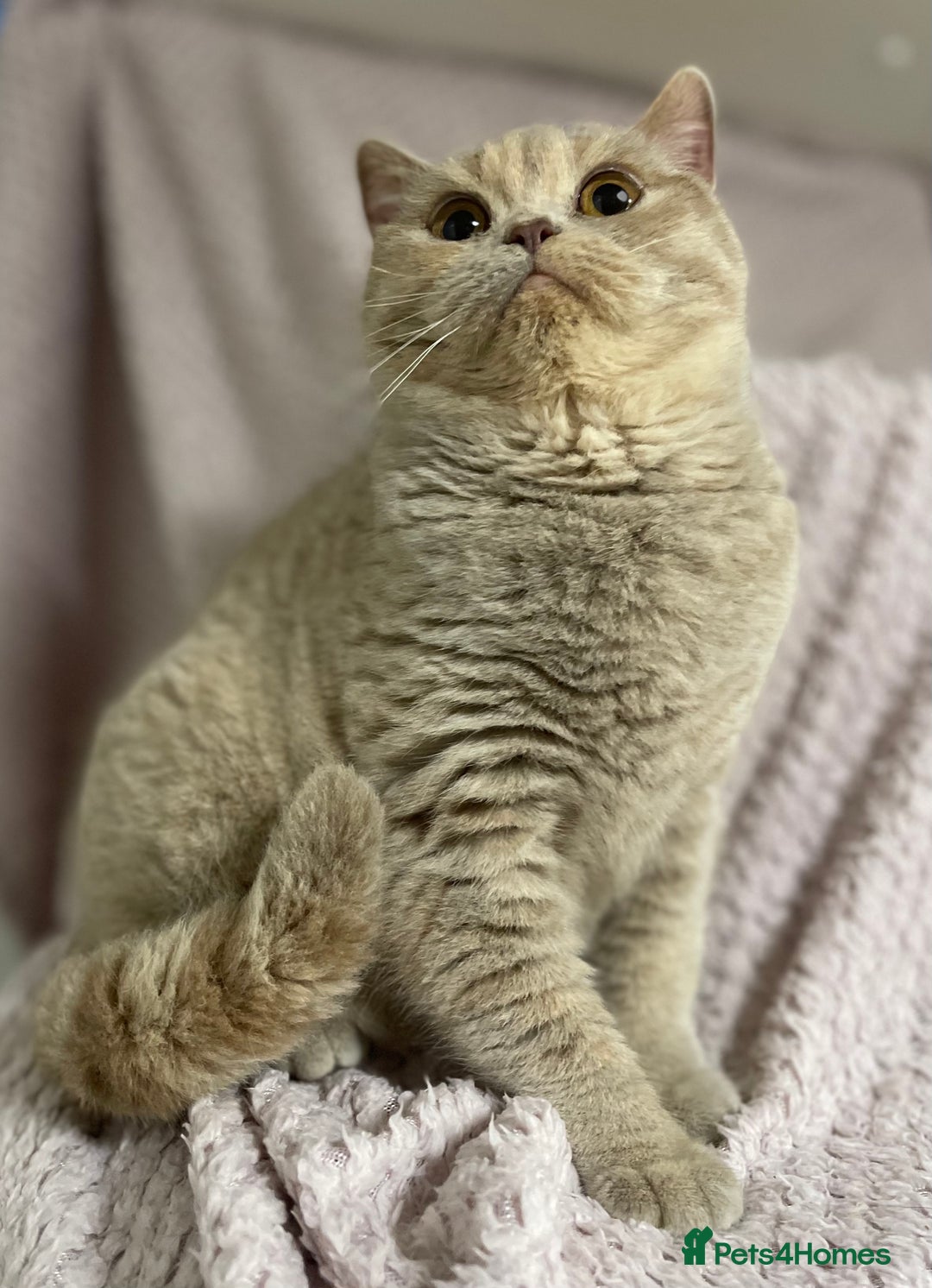 British Shorthair cats for sale: Stunning GCCF Registered Active Female - Advert 2