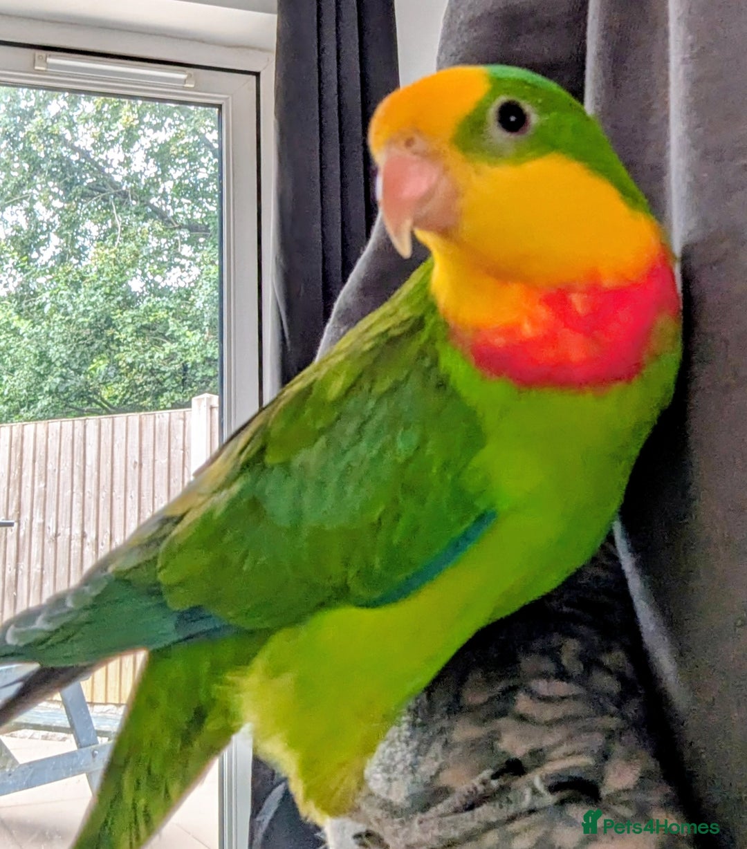 Parakeets birds for sale: Male barraband parakeet - Advert 1